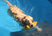 dog swimming