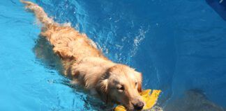 dog swimming