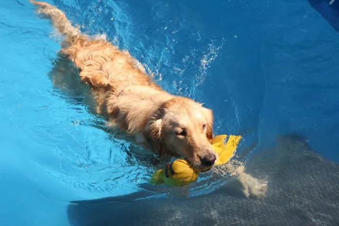 Dog water safety means accounting for their skill level with training and gear.