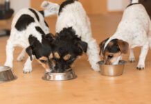 Three small friendly Jack Russell Terrier dogs eats without jealousy side by side at home