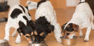 Three small friendly Jack Russell Terrier dogs eats without jealousy side by side at home