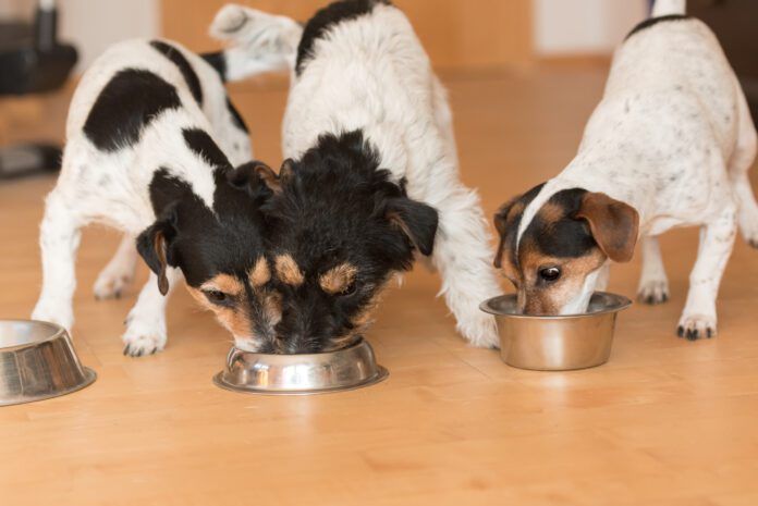 Three small friendly Jack Russell Terrier dogs eats without jealousy side by side at home Three small friendly Jack Russell Terrier dogs eats without jealousy side by side at home