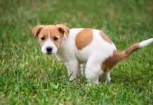 A dog squatting to poop on the grass