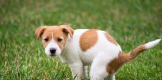 A dog squatting to poop on the grass