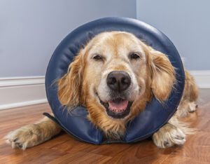 Golden Retriever wearing inflatable E-Collar lying down inside a home