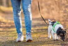 Woman is walking with a small cute obedient Jack Russell Terrier dog in the autumn forest