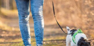 Woman is walking with a small cute obedient Jack Russell Terrier dog in the autumn forest