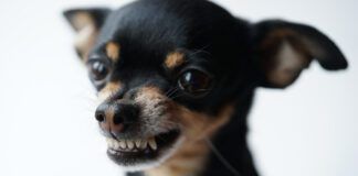 Close-up angry little black dog of toy terrier breed on a white background.Selective focus.