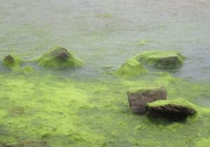 Green Algae