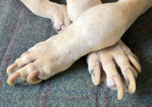 Dog's long nails