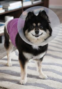 dog in plastic cone