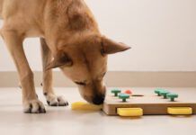 Smart dog is looking for delicious dried treats in intellectual game and eating them, close up. Intellectual game for dogs. and training of nose work with pet. brain game training for dogs