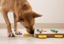 Nose Work is Great Exercise for Dogs! - Whole Dog Journal