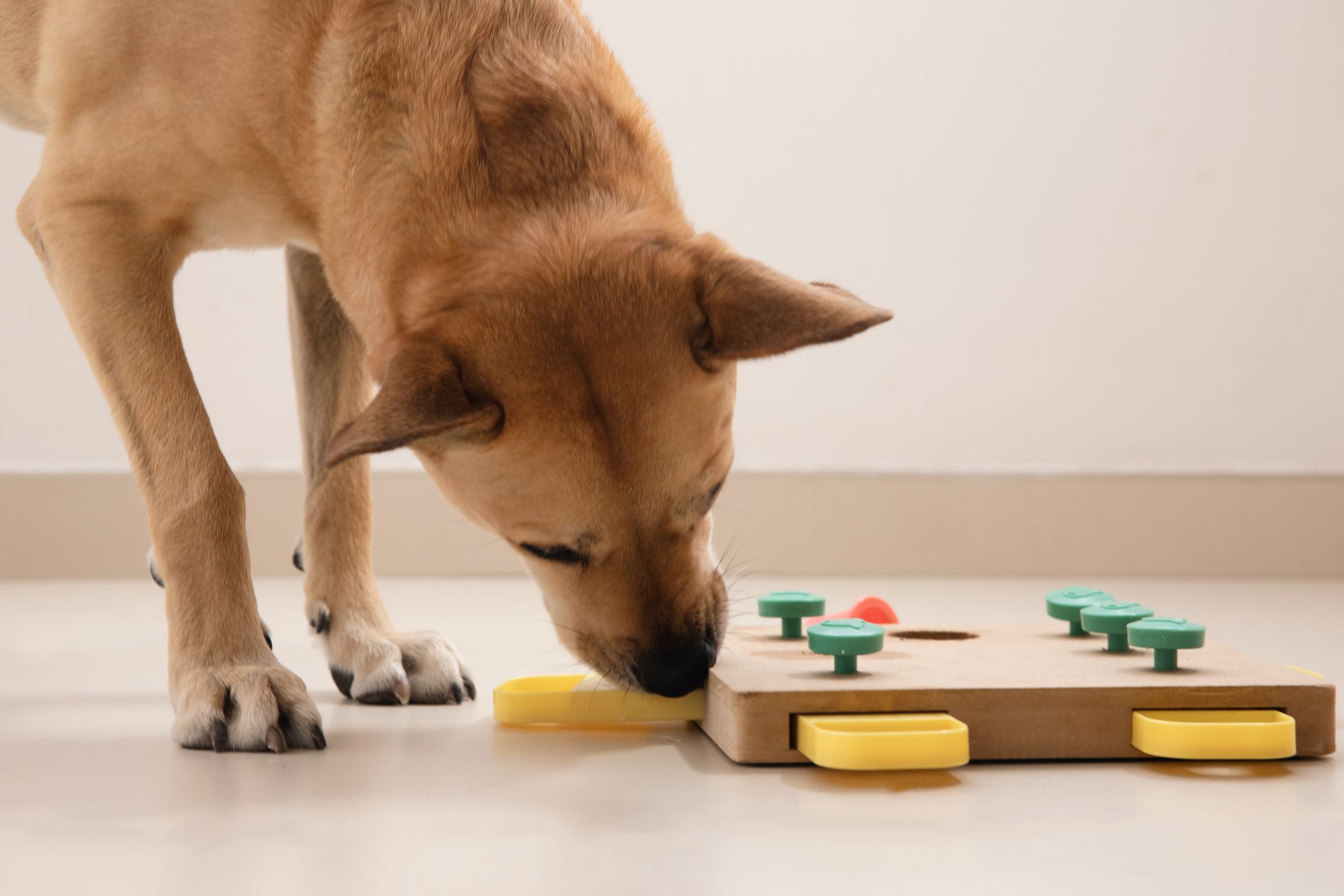 Scent Games for Dogs - Whole Dog Journal