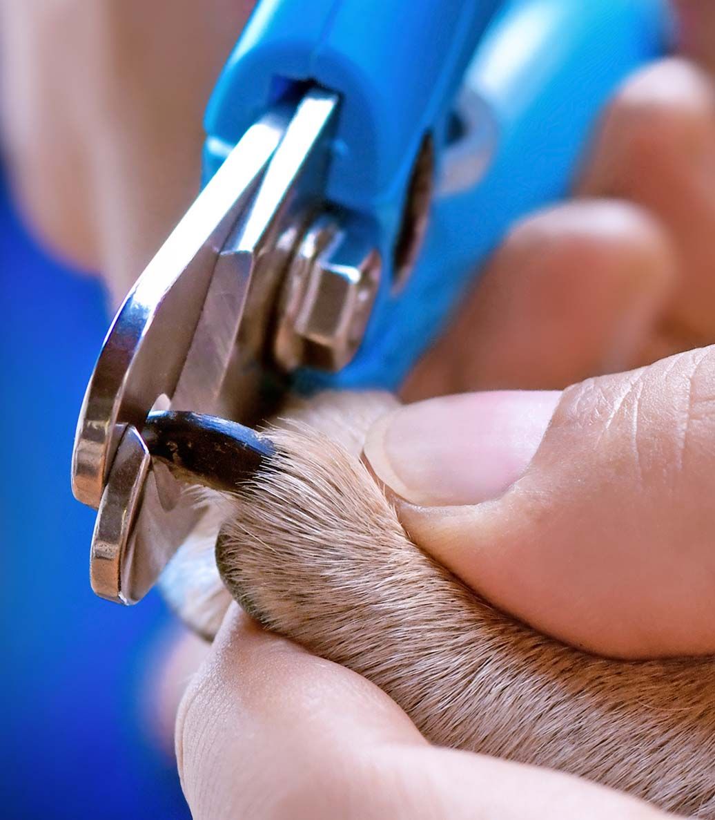 What happens and what to do when the dog nail scrathes you?