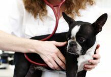 Identifying early signs of heart disease in dogs can get your dog needed treatment early.