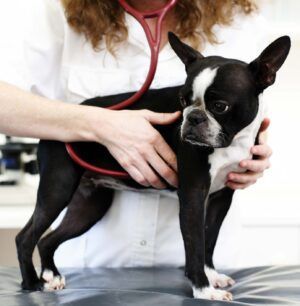 Identifying early signs of heart disease in dogs can get your dog needed treatment early.