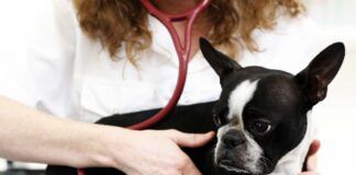 Identifying early signs of heart disease in dogs can get your dog needed treatment early.