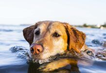 Dog Swimming