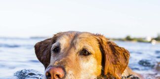 Dog Swimming