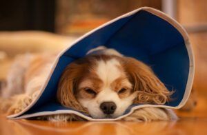 Dog lying on floor wearing pet cone