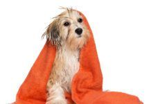 Cute bathed havanese puppy dog with orange towel