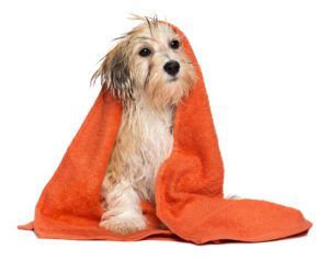 Cute bathed havanese puppy dog with orange towel