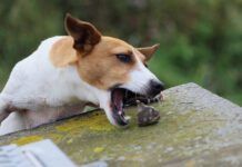 Close-Up Of Dog Eating Stone On Wooden Table