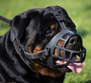 Portrait of a large adult male rottweiler dog muzzled and kept on a leash