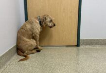 dog hunched over at vet