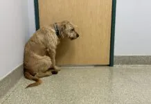 dog hunched over at vet