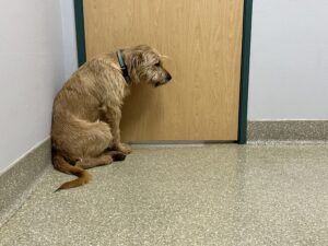dog hunched over at vet