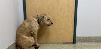 dog hunched over at vet