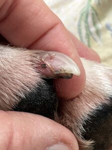 broken dog nail