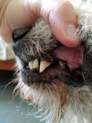 broken dog tooth