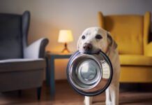 Hungry Dog With Sad Eyes Is Waiting For Feeding At Home. Cute Labrador Is Holding Bowl In His Mouth.