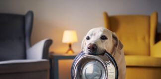 Hungry Dog With Sad Eyes Is Waiting For Feeding At Home. Cute Labrador Is Holding Bowl In His Mouth.