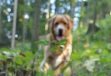 So your dog ate a mushroom. What happens now.