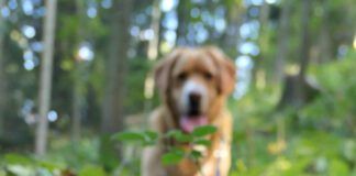 So your dog ate a mushroom. What happens now.