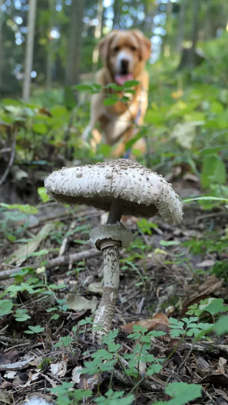 So your dog ate a mushroom. What happens now.