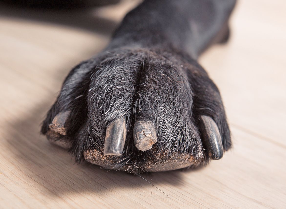 What is this outter shell on dogs nail? : r/DogAdvice