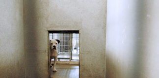 scared shelter dog