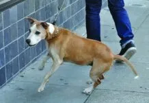 Dog being walked by owner and pulling on the leash.