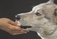Close-up of woman feeding Siberian Husky over gray background