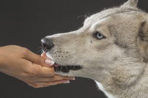Close-up of woman feeding Siberian Husky over gray background
