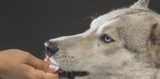 Close-up of woman feeding Siberian Husky over gray background