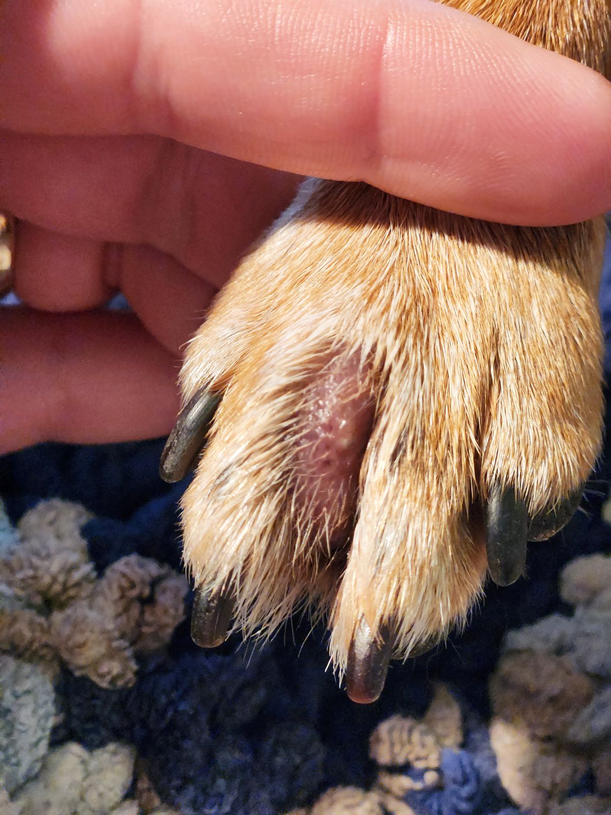 Mass On Dogs Foot Hotsell Emergencydentistry