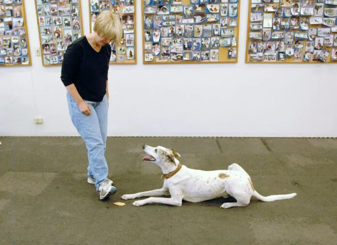 leaveit_eyecontact_reveal training your dog to leave it