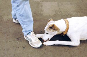training your dog to leave it