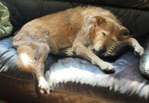 dog sleeping on the couch